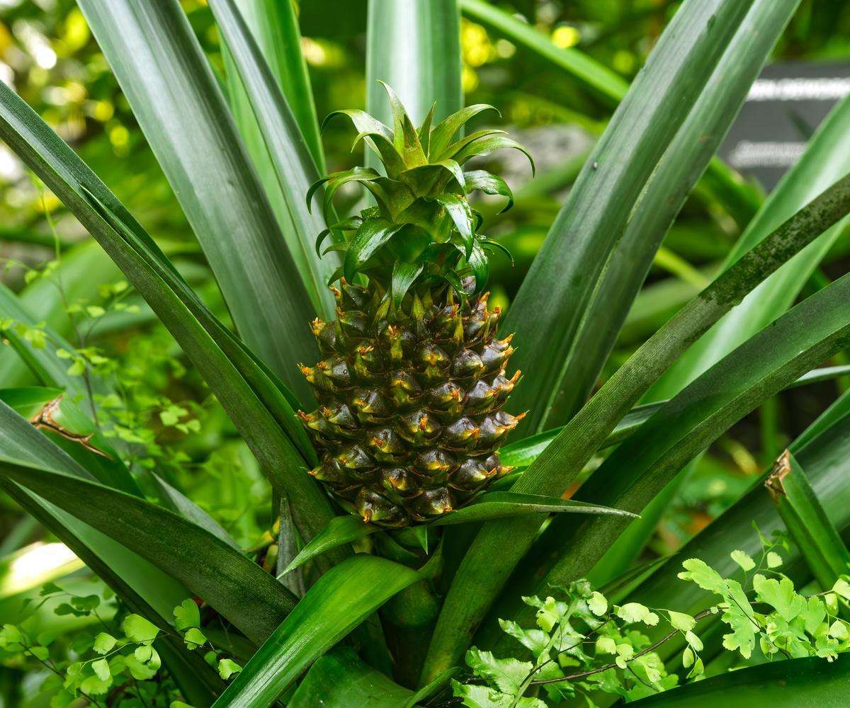 Workshop - Medicinal Plants and Fascinating Fungi | April 16