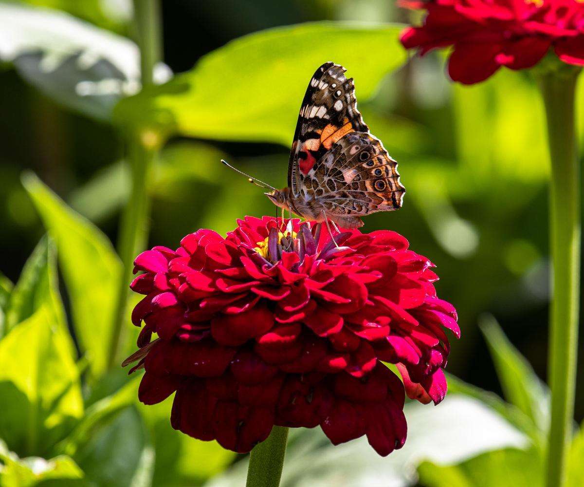 Workshop - Manitoba Flora: A Guide to the Vascular Plants of Manitoba Book Launch | May 7