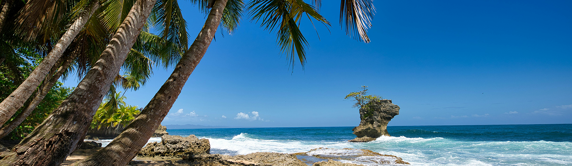 A beach surrounded by palm trees