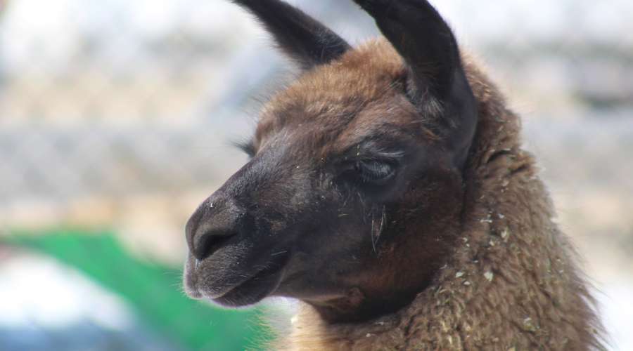 Creature Feature: Llama