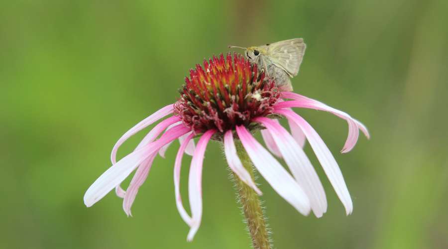 Creature Feature: Dakota Skipper
