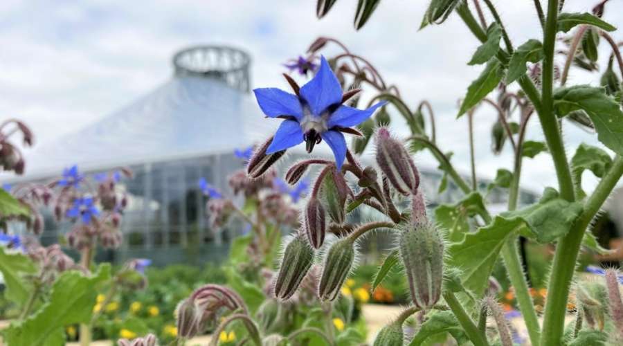 Plant Profile: Borage