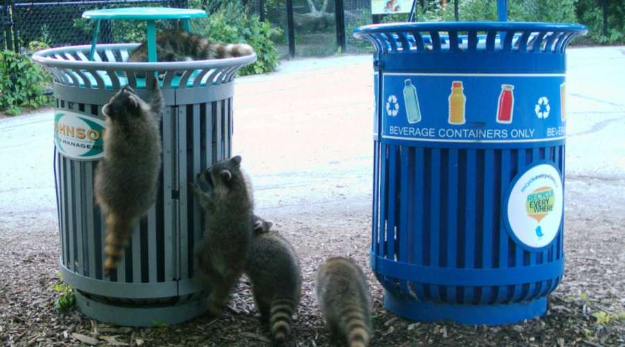 Going Wild About Waste