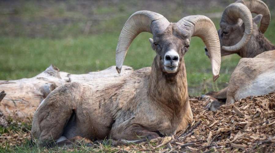 Creature Feature: Rocky Mountain Bighorn Sheep
