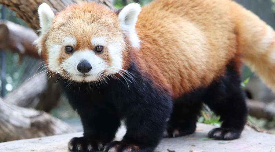Animal of the Month: Red Panda