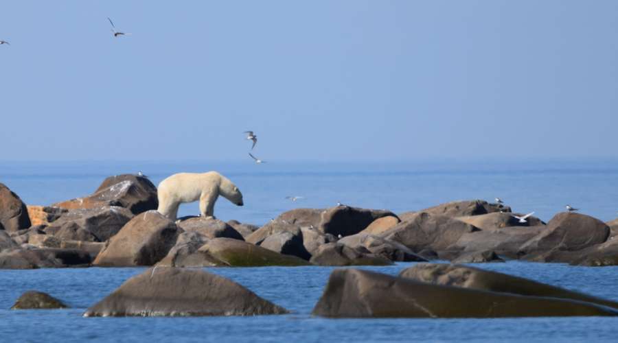 Polar Bear in Churchill by the bay
