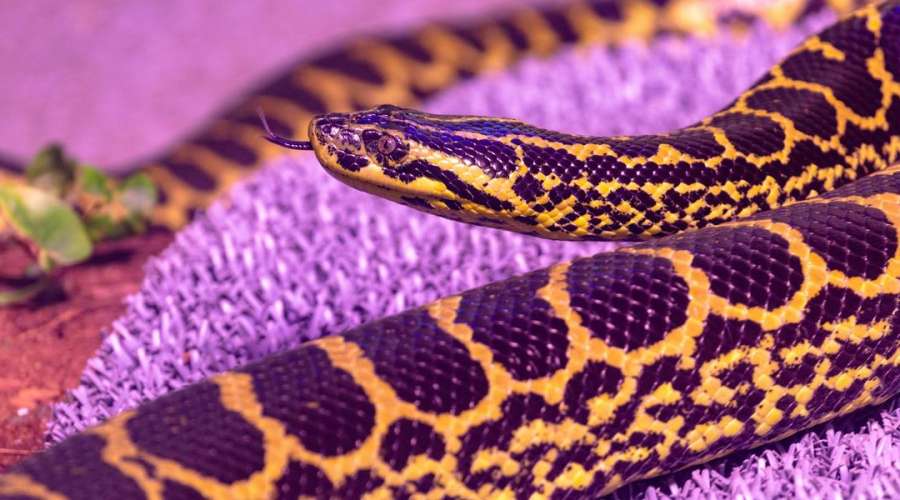 Creature Feature: Yellow Anaconda