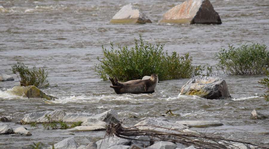Researching Arctic Species in Churchill