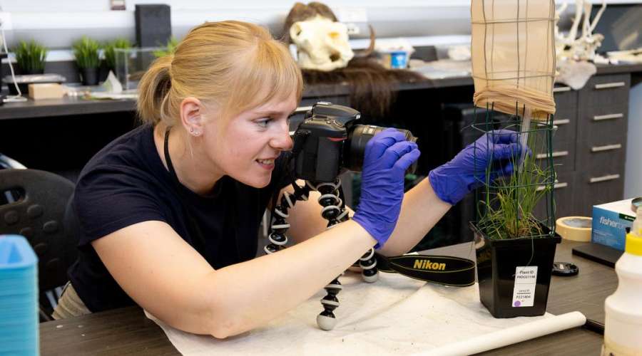 The Tiny Transformation: Investigating the Growth of an Endangered Butterfly