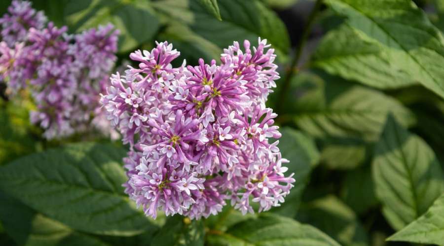 Plant Profile: The Lovely Lilac