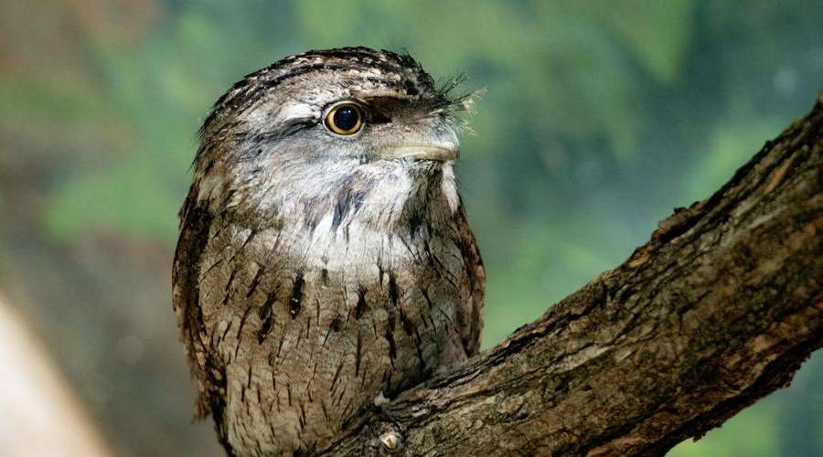 Creature Feature: Tawny Frogmouth