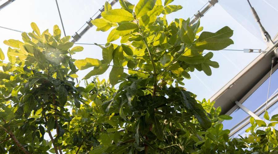 Plant Profile: The Stunning Sausage Tree