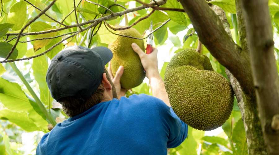 Hands-On Harvest: Pollinating Jackfruit at The Leaf