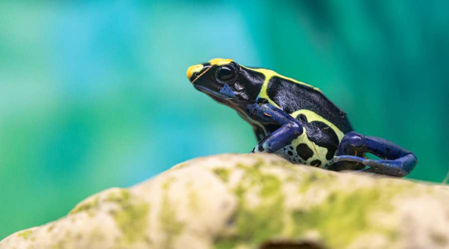 Creature Feature: Dyeing Poison Dart Frog