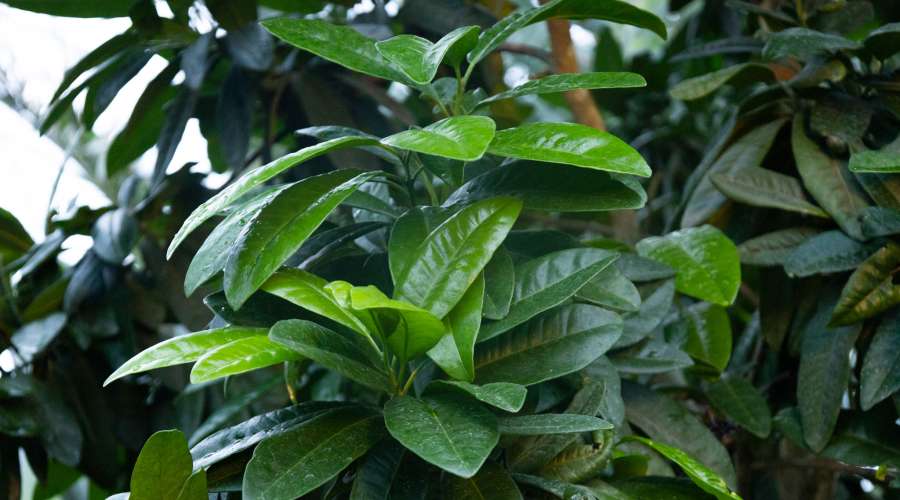 All About Allspice
