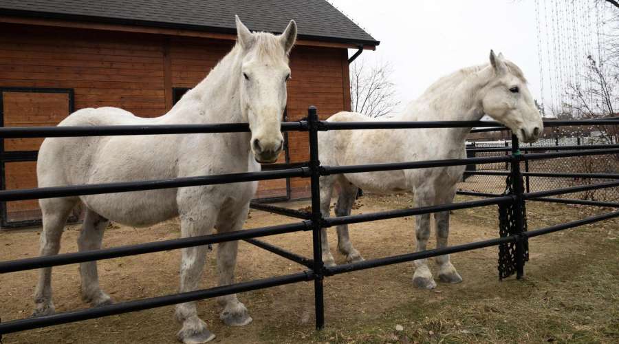 Creature Feature: Percheron Horse
