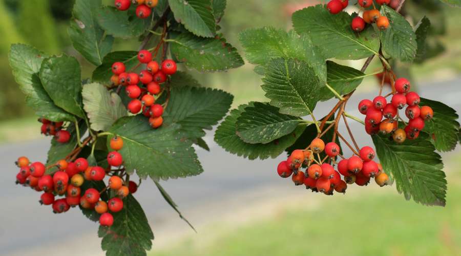 Plant Profile: Showy Mountain Ash