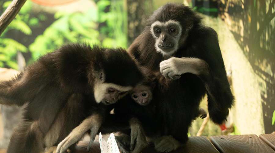 Creature Feature: White Handed Gibbons