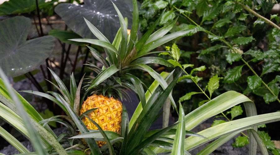 The First Pineapple Harvest: A Tropical Triumph and the Filipino Connection