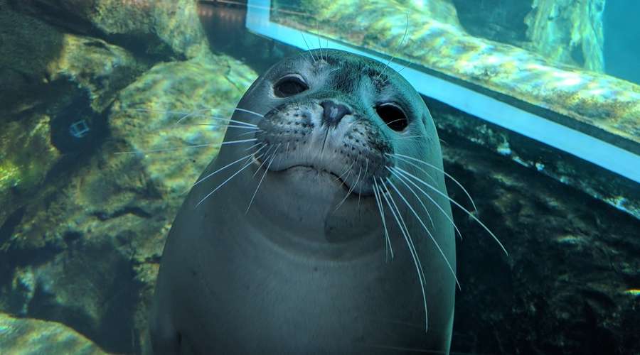 Harbour Seal Spotlight