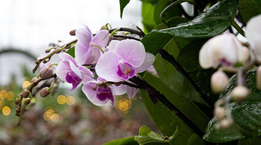 Majestic Moth Orchids