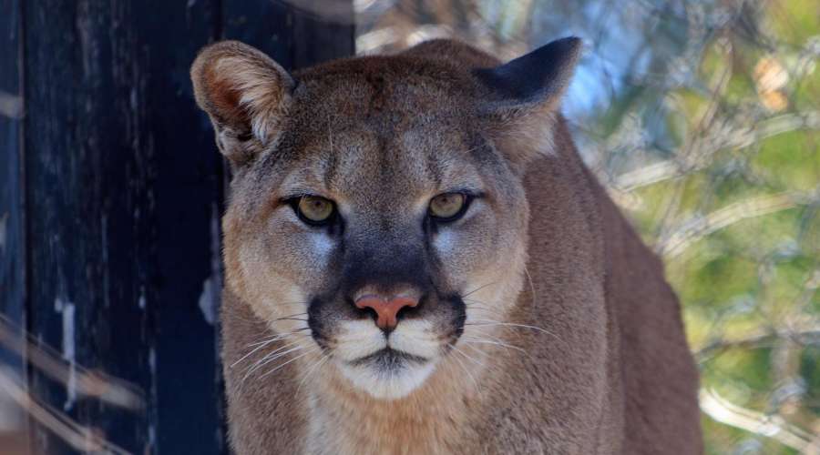 Cougar Q&A with Dr. Stephen Petersen