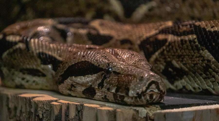 Creature Feature: Boa Constrictor