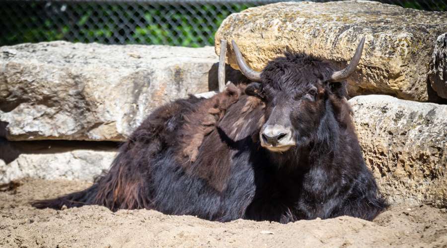 Creature Feature: Domestic Yak