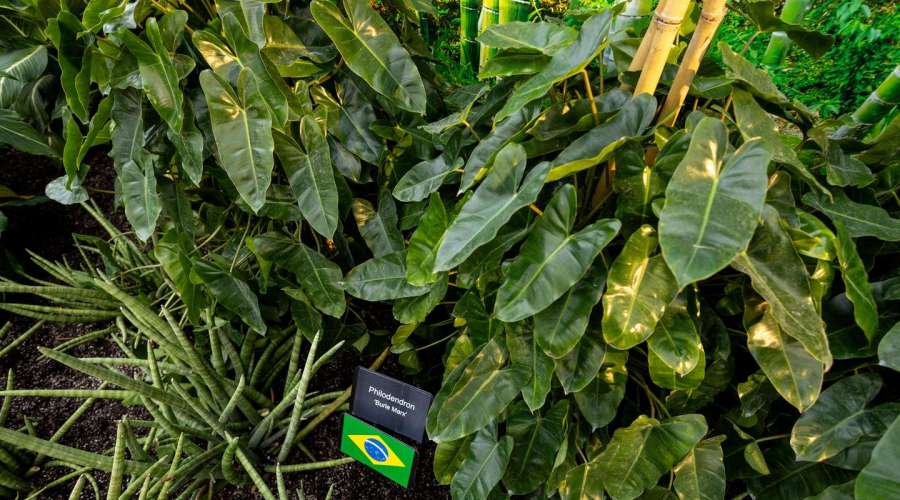 The Beauty of Philodendron 'Burle Marx'