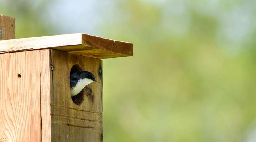 Flight to Safety: Celebrating World Migratory Bird Day by Protecting Our Avian Travelers