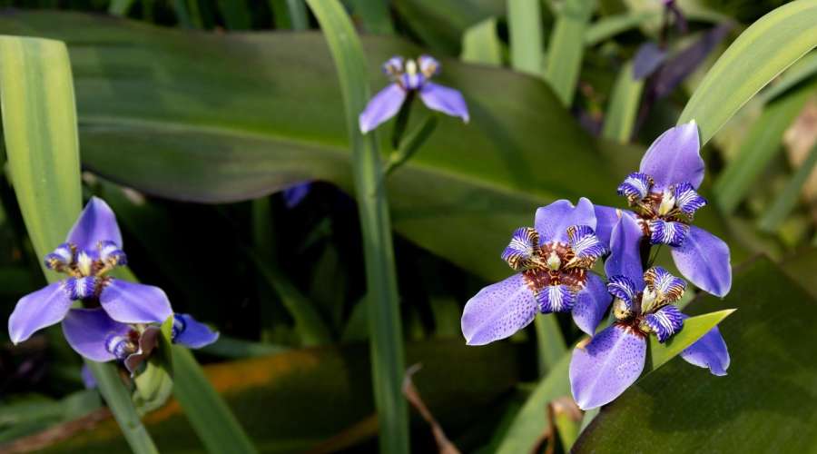 The Wonderful Walking Iris