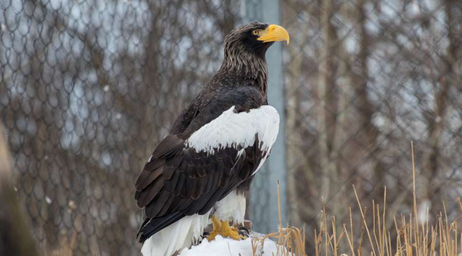 Steller Sea Eagle