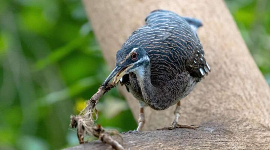 Creature Feature: Sunbittern