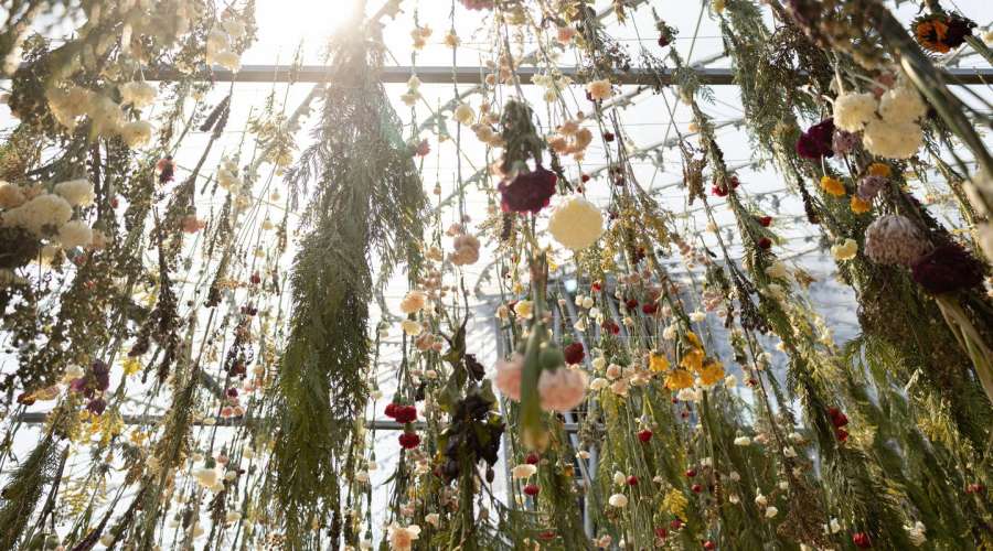 Exploring the Garden of Healing: Medicinal and Sacred Plants
