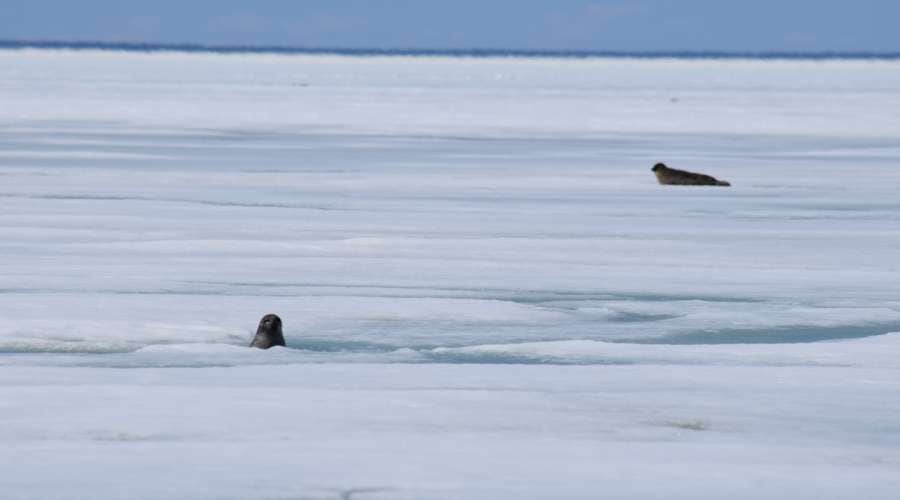 Field Update: Sensational Seal Squad