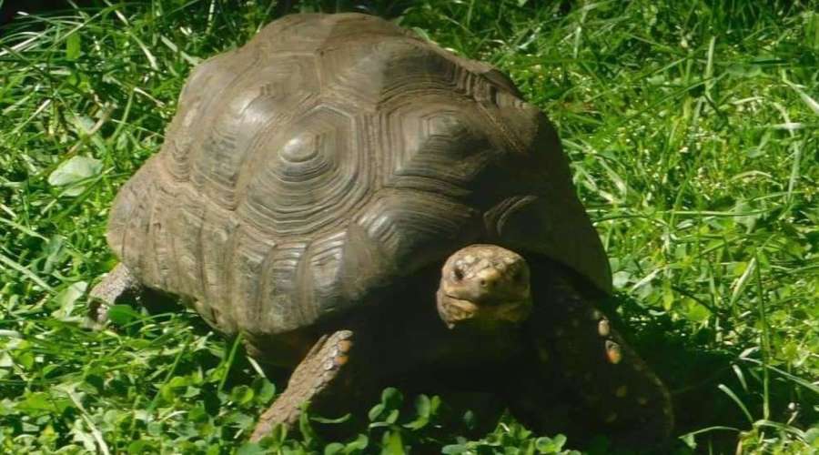 Creature Feature: Red-Footed Tortoise