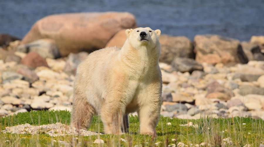 BearDar testing and research at Assiniboine Park Zoo