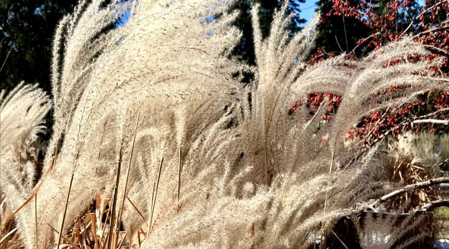 Plant Profile: Maiden Silvergrass
