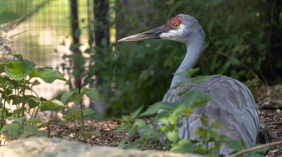 Creature Feature: Sandhill Crane