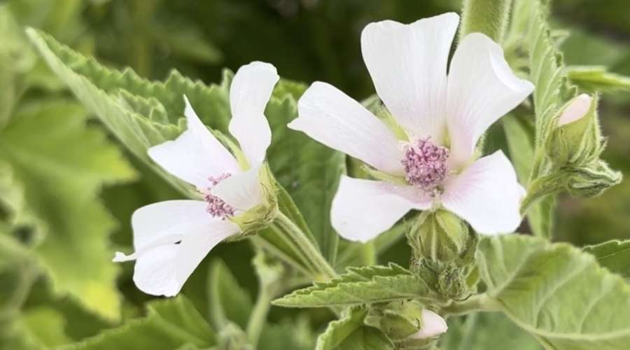 The Ancient Sweet Treat: Marshmallow Plant