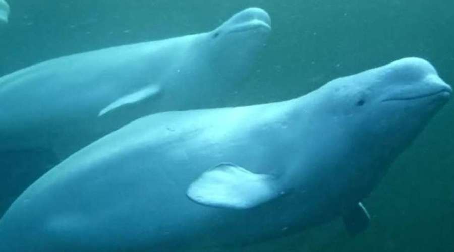 Exploring with the Belugas