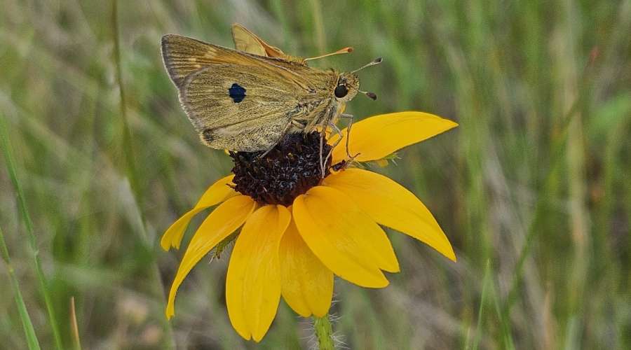 A Banner Year: Assiniboine Park Conservancy Releases Record Number of Poweshiek skipperling and Dakota skipper butterflies