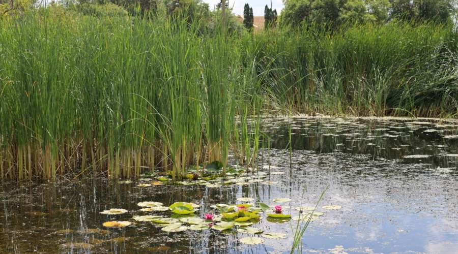 Reflecting at The Leaf's Garden of Healing and Indigenous Peoples Garden