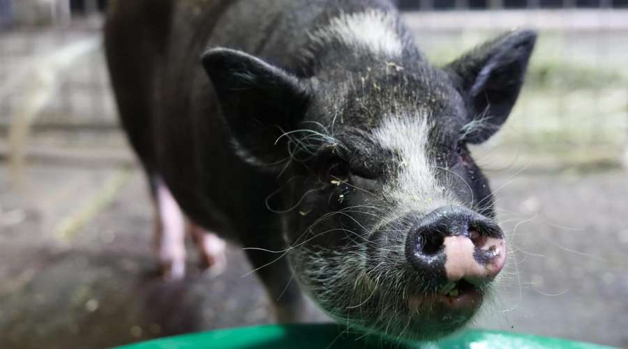 Creature Feature: Vietnamese Pot-Bellied Pig