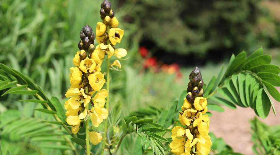 A Movie Fan's Favourite Plant: Popcorn Plant