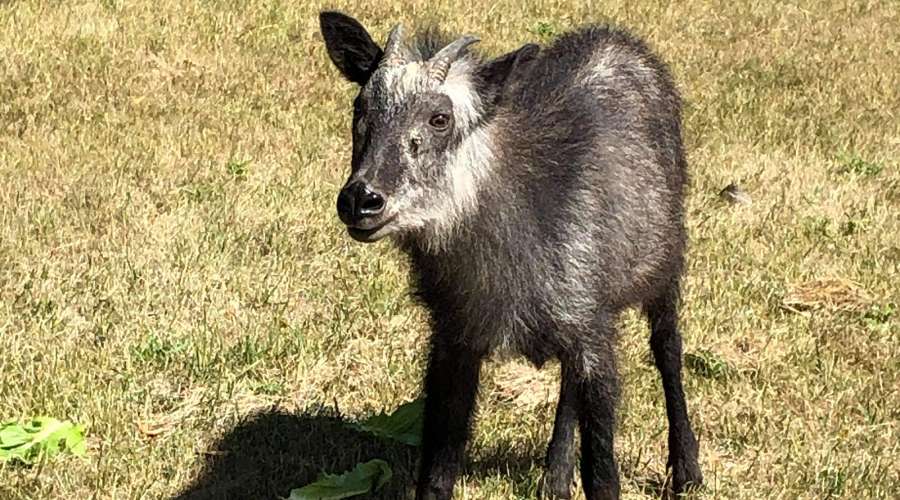 Creature Feature: Japanese Serow