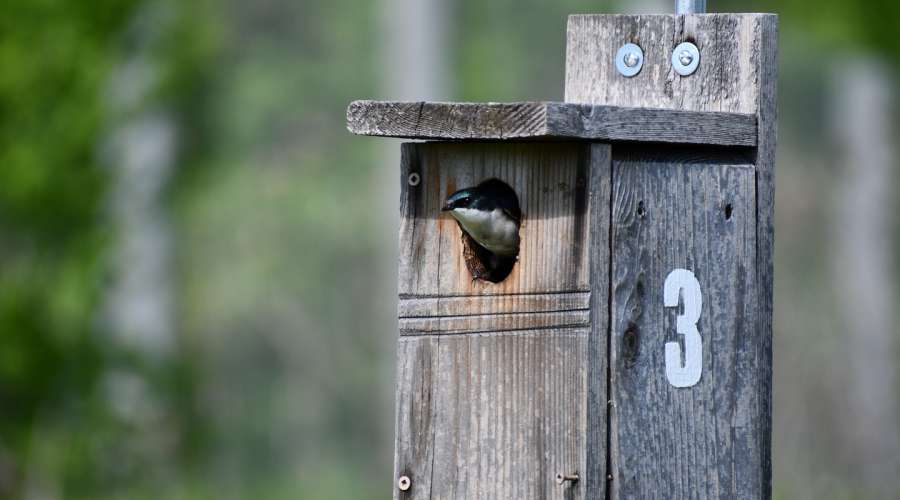 Creating a Bird-Friendly World: Inside Assiniboine Park's Conservation Efforts