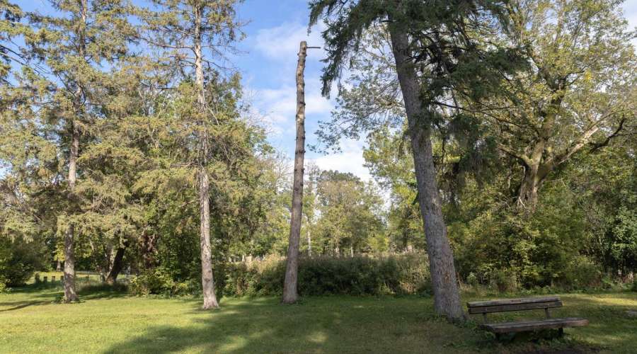 Snags in Assiniboine Park