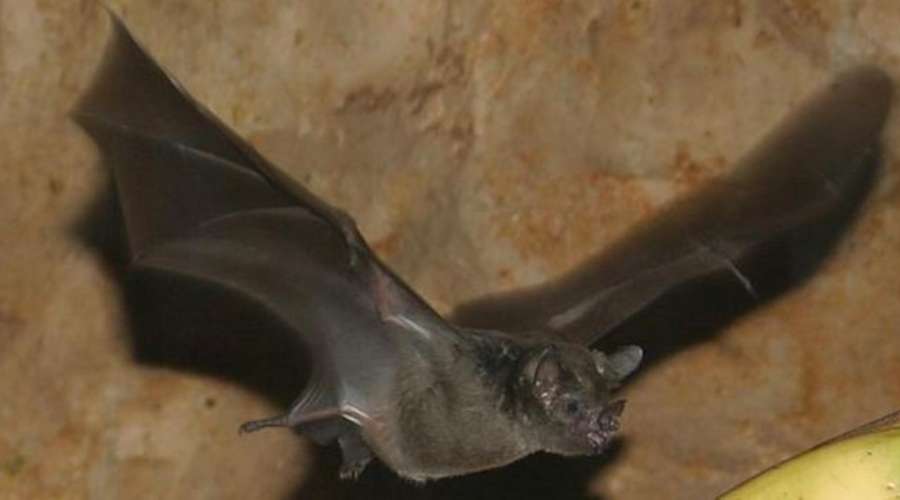 Creature Feature: Seba's Short-Tailed Bat