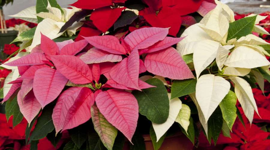 Plant Profile: Poinsettia